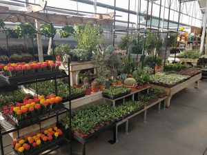 ارائه گلخانه کشت سبزیجات در خانه