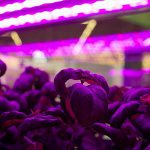 vegetable machine aeroponic hydroponics 4 150x150 - دستگاه تولید سبزیجات هیدروپونیک ایروپونیک
