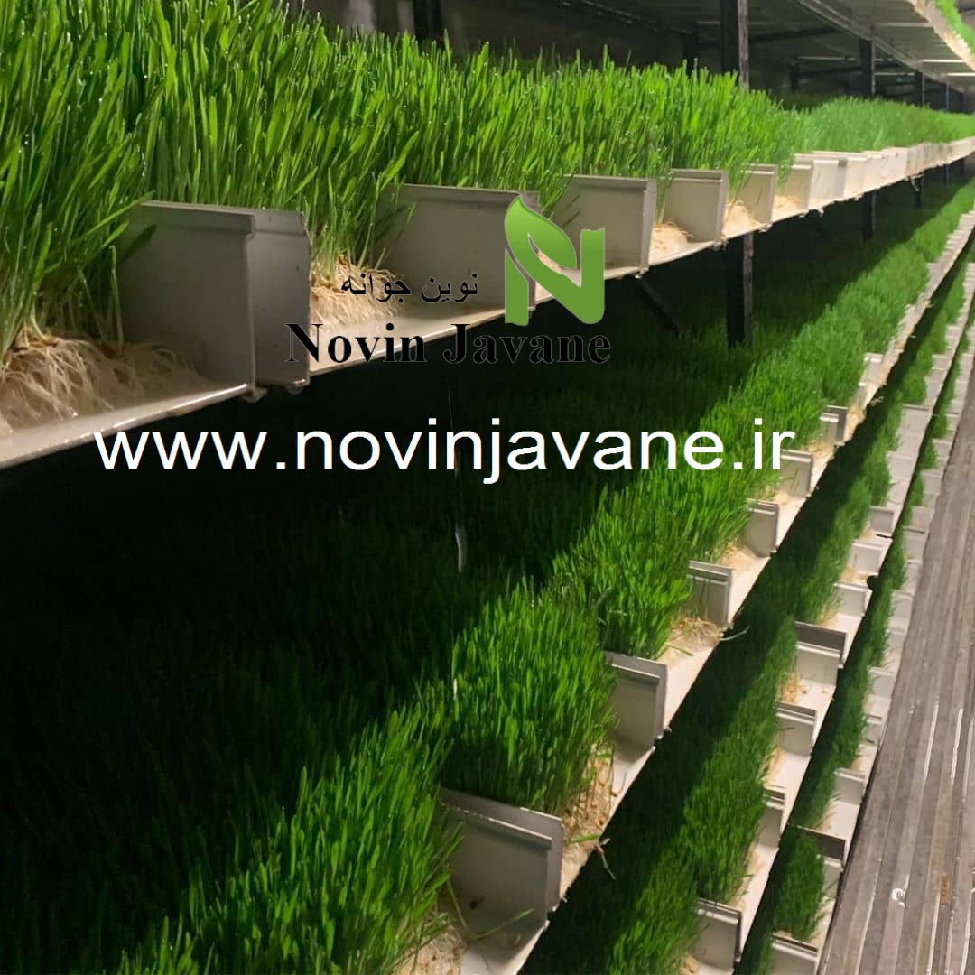 2novinjavane.fodder - سیستم علوفه هیدروپونیک