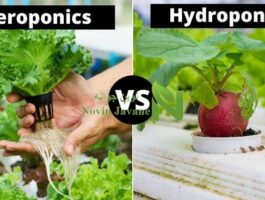 کاشت هیدروپونیک یا ایروپونیک کدامیک بهتر است