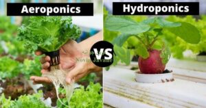 کاشت هیدروپونیک یا ایروپونیک کدامیک بهتر است