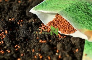 بذر هیبریدی چیست و چه تاثیری در کشاورزی دارد؟