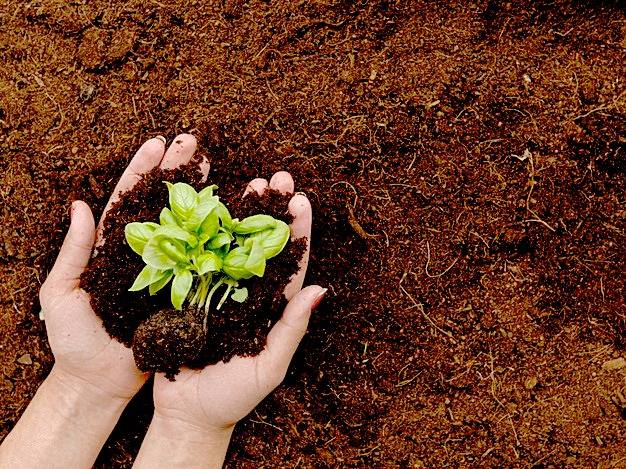 ویژگی های خاک گلخانه برای بهبود کیفیت محصول