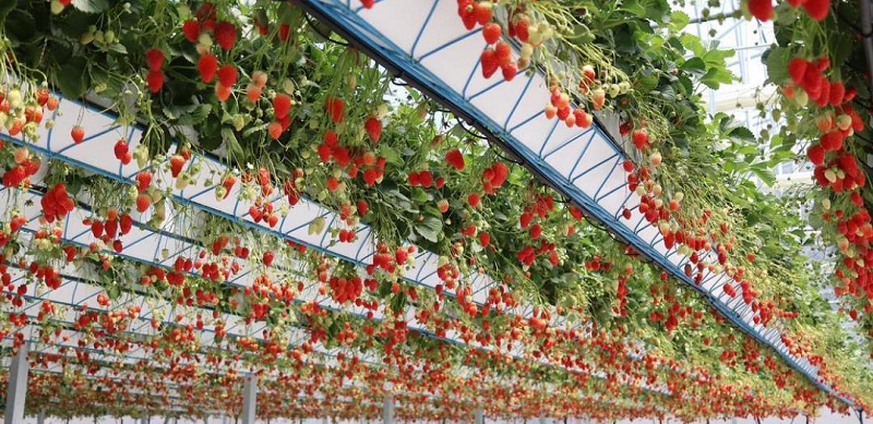 کشت توت فرنگی در گلخانه خاکی و هیدروپونیک