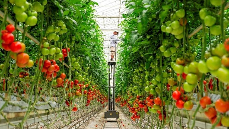 طراحی گلخانه گوجه فرنگی